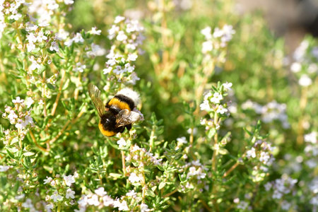 Bumblebee in bloom flower gardening nature. High quality photoの写真素材
