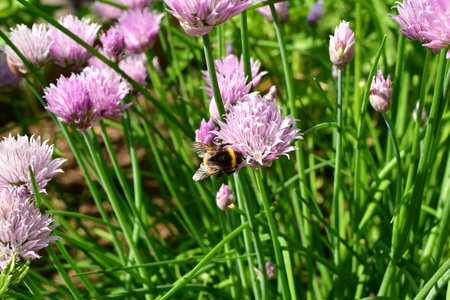 Bumblebee in bloom flower gardening nature. High quality photoの写真素材