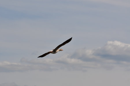 Gray goose flying away clouds background beautiful nature. High quality photo