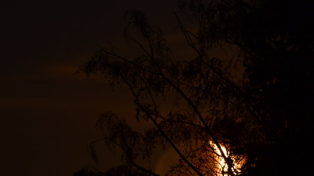 Moon behind tree black dark landscape light night. High quality photoの写真素材