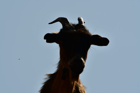 wild goat portrait kalymnos greece europe summer. High quality photoの写真素材
