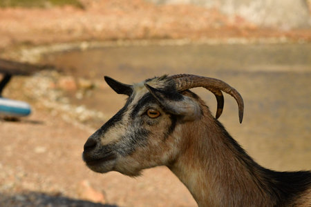 wild goat portrait kalymnos greece europe summer. High quality photoの写真素材