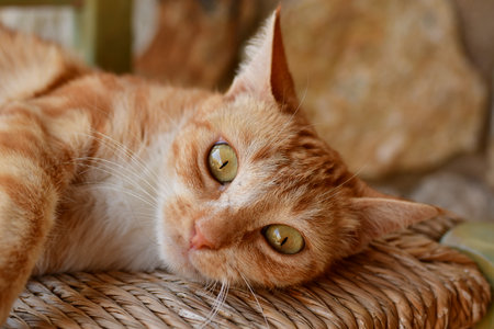 young red cat on chair beautiful greece europe. High quality photoの写真素材