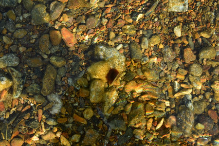 Pebble under water greek beach kalymnos island. High quality photo
