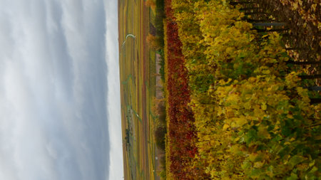 Vineyards in the Palatinate Forest in fall autumn colorfull . High quality photoの写真素材