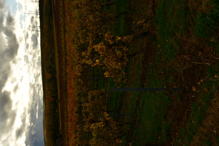 Vineyards in the Palatinate Forest in fall autumn colorfull . High quality photoの写真素材