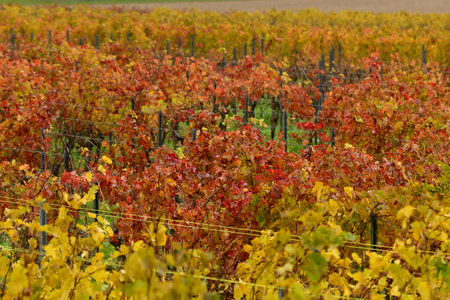 Vineyards in the Palatinate Forest in fall autumn colorfull . High quality photoの写真素材