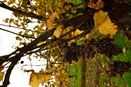 Vineyard with Leafs closeup Green Orange Red fall Autumn. High quality photoの写真素材
