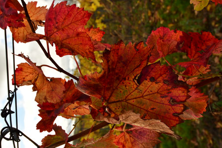 Vineyard with Leafs closeup Green Orange Red fall Autumn. High quality photoの写真素材
