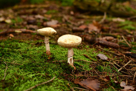 Death Cap Amanita phalloides in German Forest Odenwald. High quality photoの写真素材