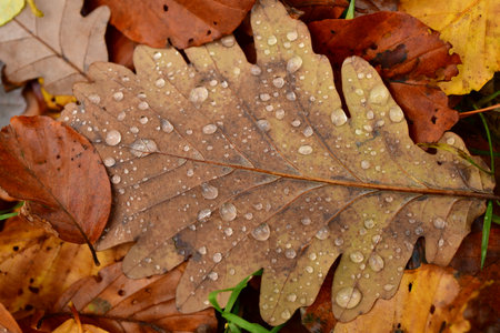 Fallen leaves with water drops on it fall autumn. High quality photoの写真素材