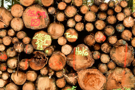 Firewood Pile of trunks in German Forest Odenwald. High quality photo