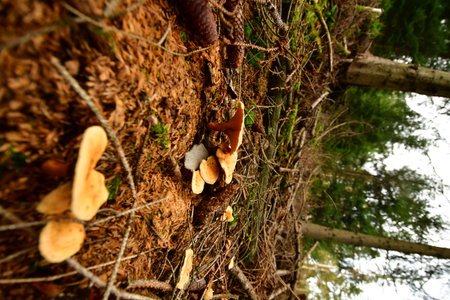 Mushroom Toadstool moss in forest Germany Odenwald. High quality photo