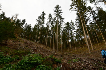 Forest clearing steep hill Odenwald Germany. High quality photo