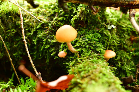 mushroom fungus in moss of german forest in autumn fall odenwald. High quality photo