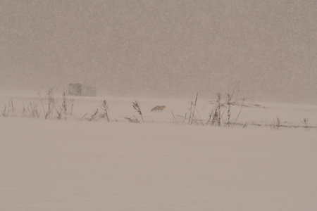 Snow Landscape Hokkaido Japan with Fox and Trees. High quality photo