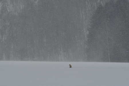 Snow Landscape Hokkaido Japan with Fox and Trees. High quality photoの写真素材