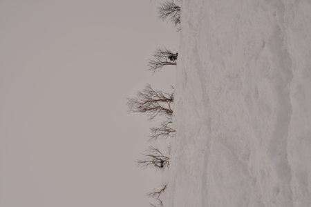 Snow landscape in Hokkaido Japan bad weather coming in clouds. High quality photoの写真素材