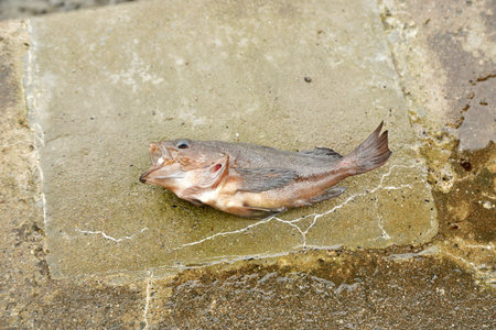 Dead fish on concrete jumped out of the water Hokkaido Japan. High quality photo
