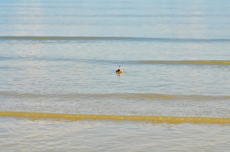 Crab animal in sand nature sea wildlife. High quality photoの写真素材