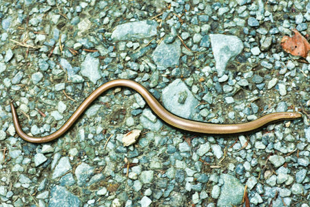 blindworm crossing snake wild nature animal. High quality photo