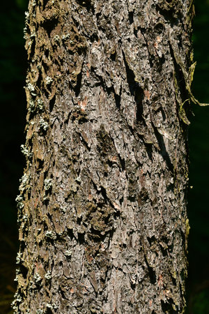 Tree bark trunk in german forest background. High quality photo