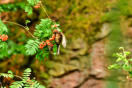 black bird eating berries on tree nature wildlife songbird. High quality photo
