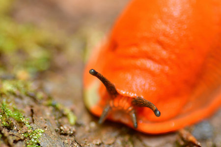 Orange Slug snail macro animal wildlife forest nature colorfull closeup. High quality photoの写真素材