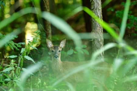 roe deer fawn in german forest wildlife cute nature wild . High quality photoの写真素材