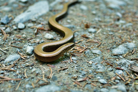 blindworm crossing snake wild nature animal. High quality photoの写真素材