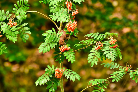 black bird eating berries on tree nature wildlife songbird. High quality photoの写真素材