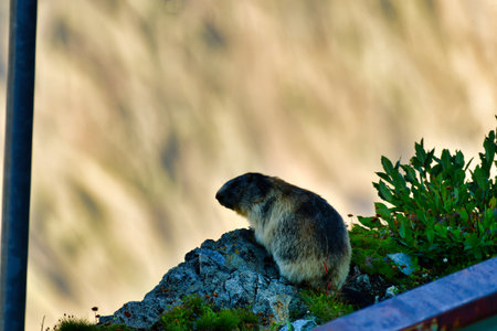 Alpine Marmot in Swiss Alps nature wildlife animal.の写真素材