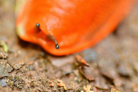Orange Slug snail macro animal wildlife forest nature colorfull closeup. High quality photoの写真素材