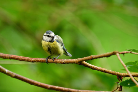 blue tit bird nature wildlife animal wild . High quality photoの写真素材