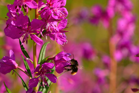 Loosestrife pink shrub with bees and bumblebees flora Nature alps flowerの写真素材