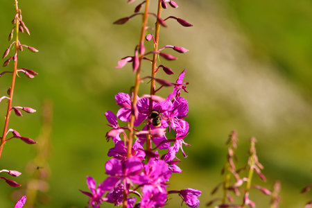 Loosestrife pink shrub withe bes and bumblebees flora Nature alps flowerの写真素材