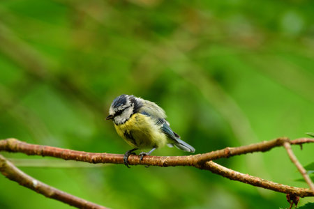blue tit bird nature wildlife animal wildの写真素材