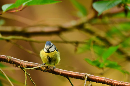 blue tit bird nature wildlife animal wild . High quality photoの写真素材