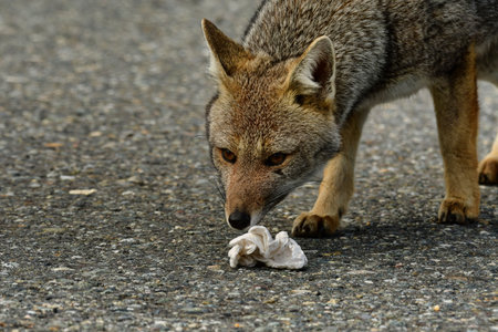 Wild fox in Chile Patagonia Beautiful Animal. High quality photoの写真素材