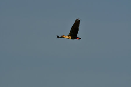 Black-faced ibis Banduria bird with long beak Chile. High quality photo