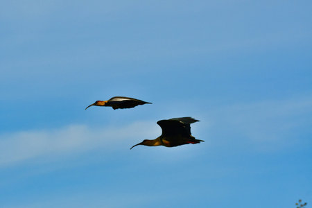 Black-faced ibis Banduria bird with long beak Chile. High quality photo