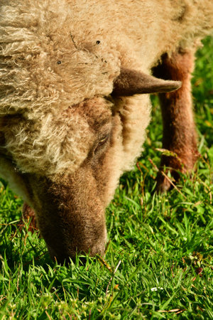 Sheep lamb on meadow in Patagonia Chile black white. High quality photoの写真素材