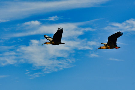 Black-faced ibis bird with long beak Chile. High quality photoの写真素材