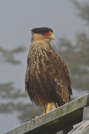 crested caracara bird Mexican eagle bird of prey falcon chile patagonia animal. High quality photoの写真素材