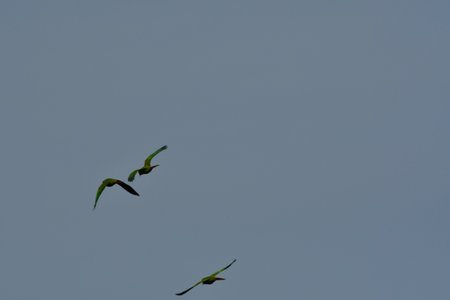 Green parrots flying. High quality photo