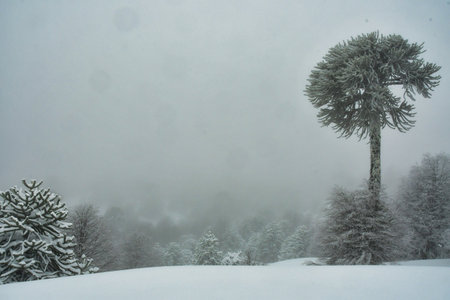 Araucania araukaria Forest in winter with snow wonderland Chile Patagonia. High quality photoの写真素材