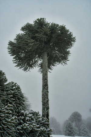 Araucania araukaria Forest in winter with snow wonderland Chile Patagonia. High quality photoの写真素材