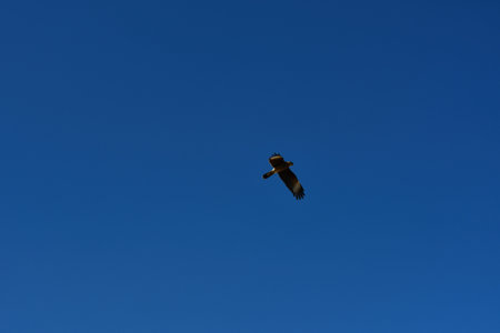 buzzard common in flight blue sky with clouds Chile Patagonia. High quality photoの写真素材