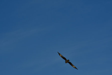 buzzard common in flight blue sky with clouds Chile Patagonia. High quality photo