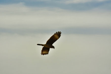 buzzard common in flight blue sky with clouds Chile Patagonia. High quality photo